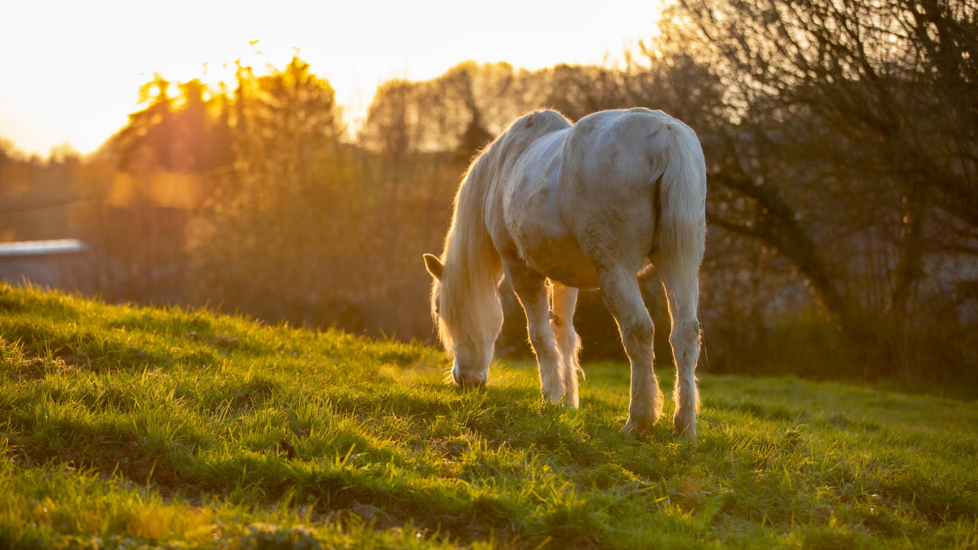 Le crottin de cheval : un fertilisant bio et efficace pour une agriculture durable